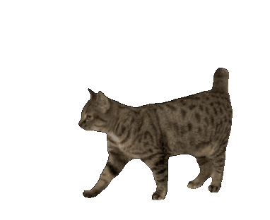 cat