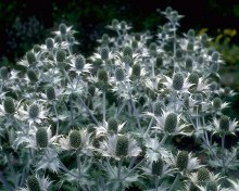 Синеголовник