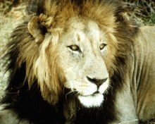 Лев в саванне